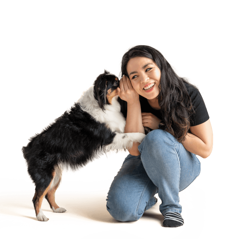 Jumbo, miniature american shepherd whispers in human's ear